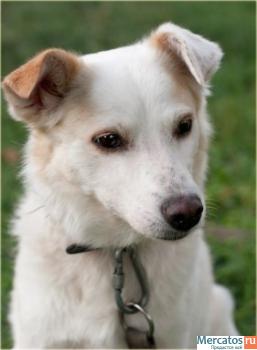 Отдам: Белая Белинда – рыжее ухо. Мелкая собачка ищет Хозяина! 2