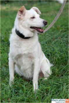 Отдам: Белая Белинда – рыжее ухо. Мелкая собачка ищет Хозяина! 3