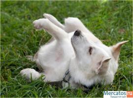 Отдам: Белая Белинда – рыжее ухо. Мелкая собачка ищет Хозяина! 4