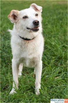 Отдам: Белая Белинда – рыжее ухо. Мелкая собачка ищет Хозяина! 5