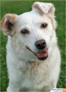 Отдам: Белая Белинда – рыжее ухо. Мелкая собачка ищет Хозяина! 6