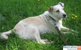 Отдам: Белая Белинда – рыжее ухо. Мелкая собачка ищет Хозяина! 7