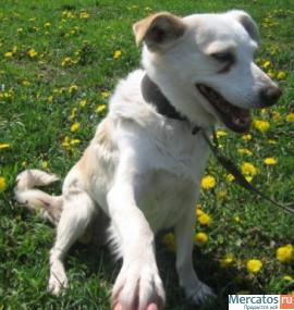 Отдам: Белая Белинда – рыжее ухо. Мелкая собачка ищет Хозяина! 8