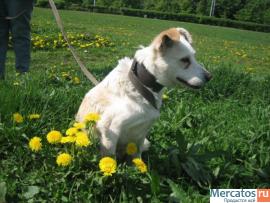 Отдам: Белая Белинда – рыжее ухо. Мелкая собачка ищет Хозяина! 9