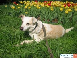 Отдам: Белая Белинда – рыжее ухо. Мелкая собачка ищет Хозяина! 10