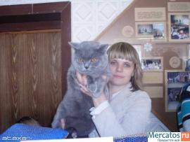 британские котята с отличной родословной 4