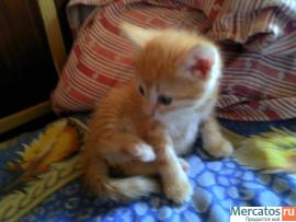 ОТдам котят в хорошие руки 4