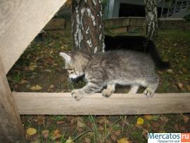 Отличные котята в заботливые руки 3