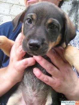 Щенок симпатичный породистого окраса