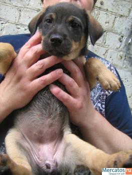 Щенок симпатичный породистого окраса 2