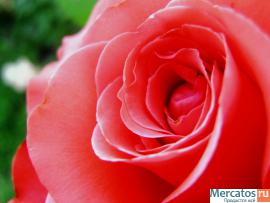 Декоративные, почвопокровные рестения и кустарники