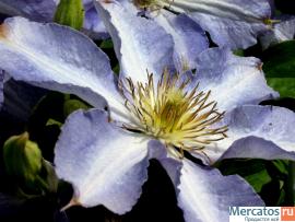 Декоративные, почвопокровные рестения и кустарники 2