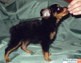 русского той-терьера щенки длинношерстные