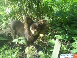 русского той-терьера щенки длинношерстные 2