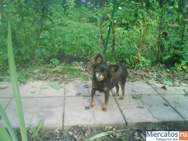 русского той-терьера щенки длинношерстные 3