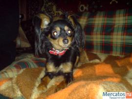 русского той-терьера щенки длинношерстные 4