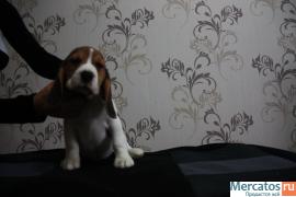 Щенки бигля