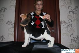 Щенки бигля 2