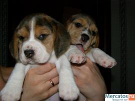 Щенки бигля 3