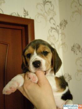 Щенки бигля 4