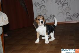 Щенки бигля 5