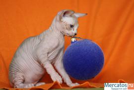 Котята канадского сфинкса