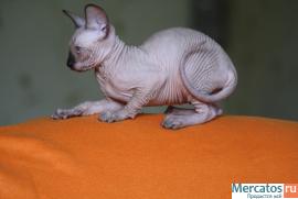 Котята канадского сфинкса 2