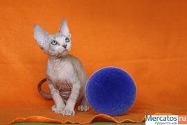 Котята канадского сфинкса 3