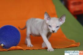 Котята канадского сфинкса 4