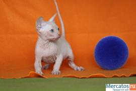 Котята канадского сфинкса 5