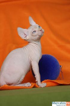 Котята канадского сфинкса 6