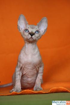 Котята канадского сфинкса 7