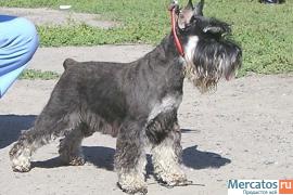 продам щенков цвергшнауцера