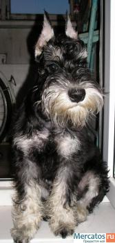 продам щенков цвергшнауцера 2