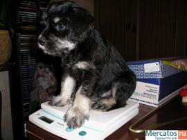 продам щенков цвергшнауцера 3