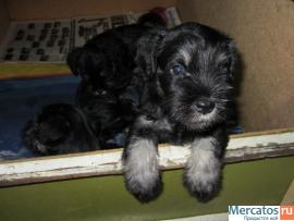 продам щенков цвергшнауцера 4