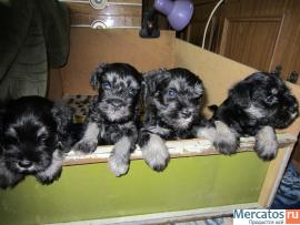 продам щенков цвергшнауцера 5