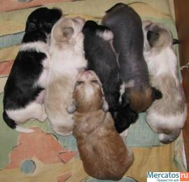 Щенки КХС (голые и паудер-паф) 3