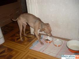 Продаю Руского той терьера!Срочно!не дорого!!89645120416 2