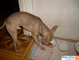 Продаю Руского той терьера!Срочно!не дорого!!89645120416