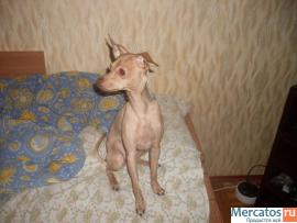 Продаю Руского той терьера!Срочно!не дорого!!89645120416 3