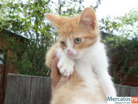 Десять очаровательных котят ищут дом