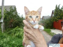 Десять очаровательных котят ищут дом 3