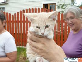 Десять очаровательных котят ищут дом 2