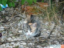 Десять очаровательных котят ищут дом 4