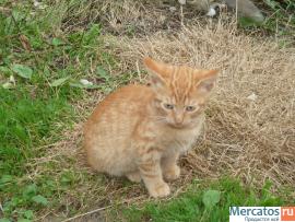 Десять очаровательных котят ищут дом 5