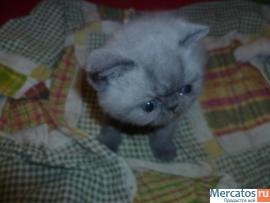Персидские котята-экзоты продам