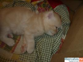 Персидские котята-экзоты продам 2