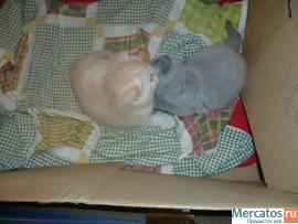 Персидские котята-экзоты продам 3