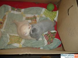 Персидские котята-экзоты продам 4